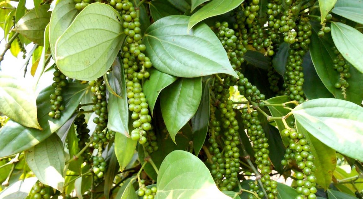 Giá tiêu ngày 24/11