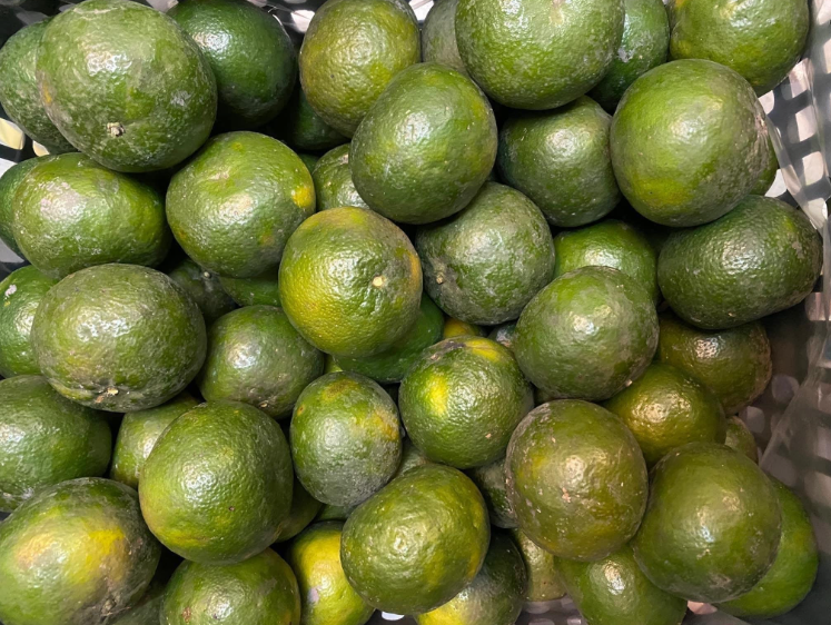 cam-sanh-gia-re-bat-ngo