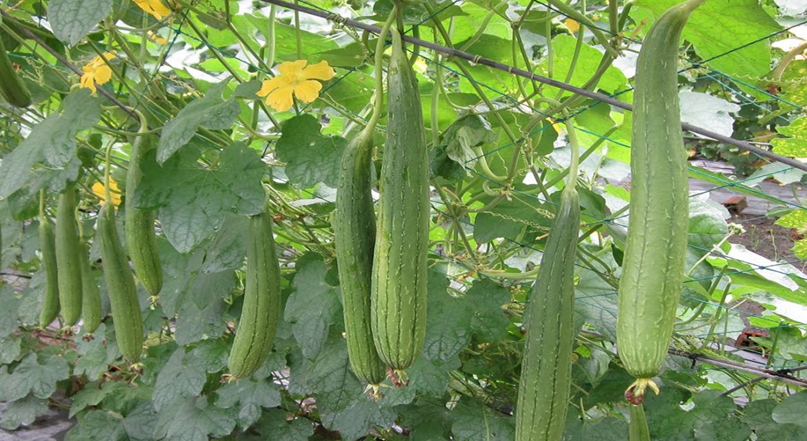 gia-rau-cu-ngay-26-6-2