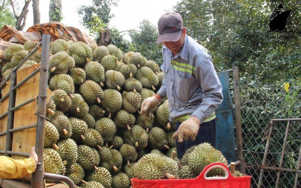 gia-sau-rieng-ngay-28-6-1