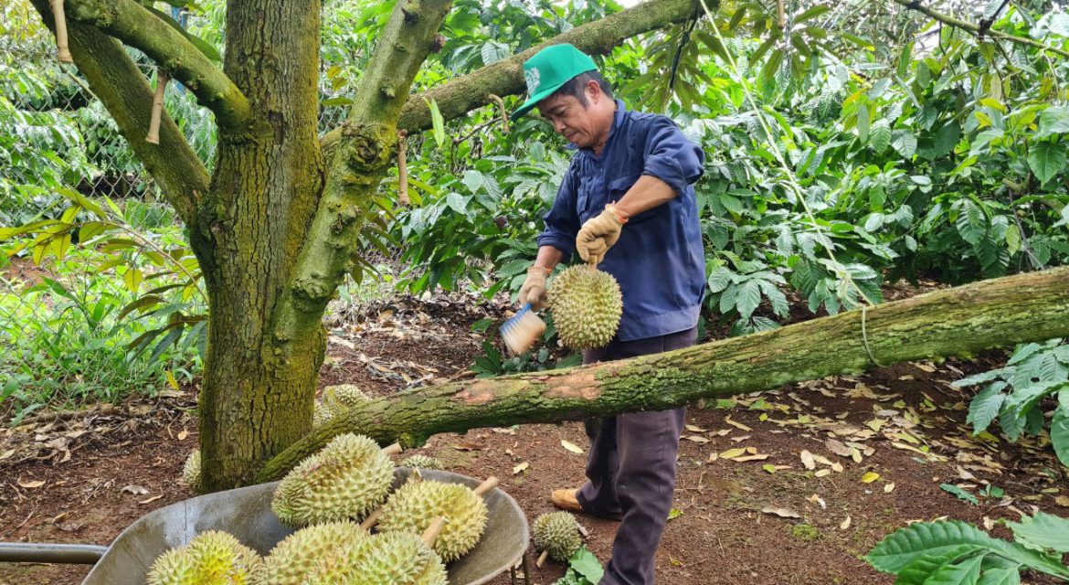 gia-sau-rieng-ngay-8-6-4