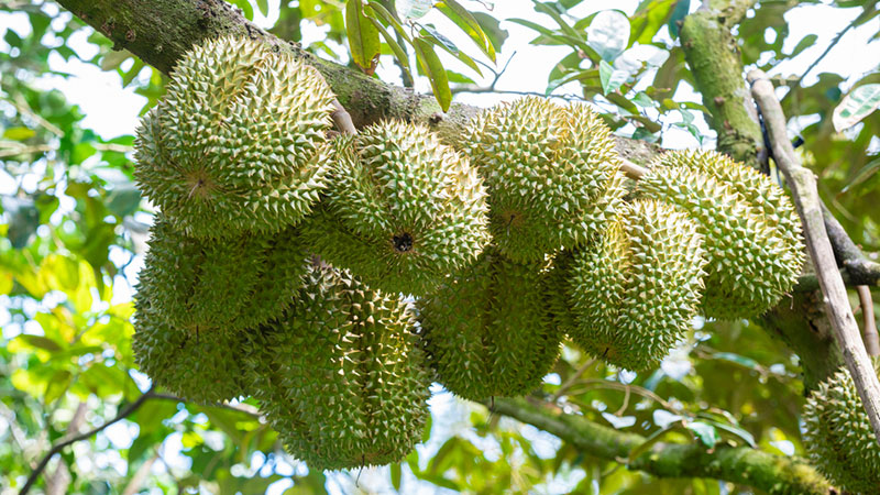 gia-sau-rieng-ngay-13-9