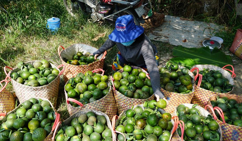 gia-trai-cay-ngay-2-6-2