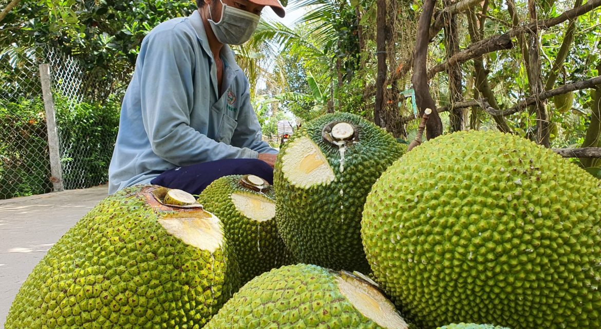 gia-trai-cay-ngay-6-6