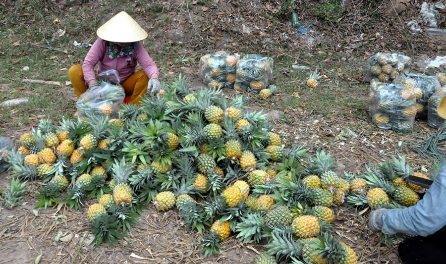 gia-trai-cay0ngay-30-6