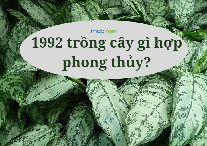 1992 trồng cây gì hợp phong thủy 8