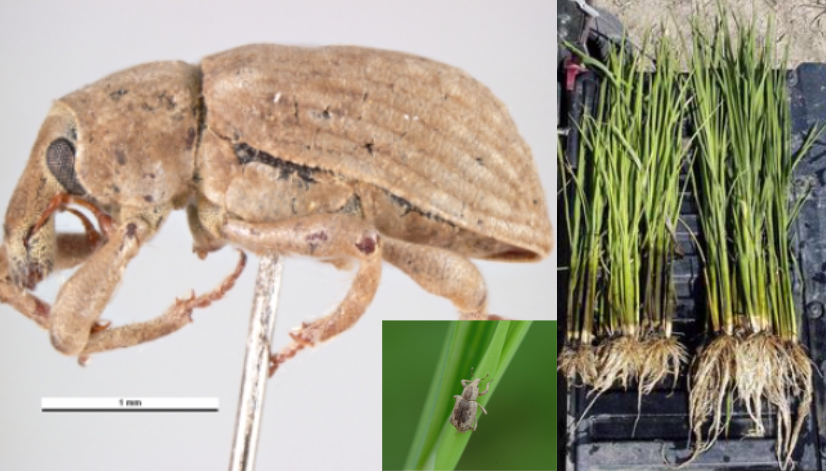 bo-voi-voi-hai-lua-8