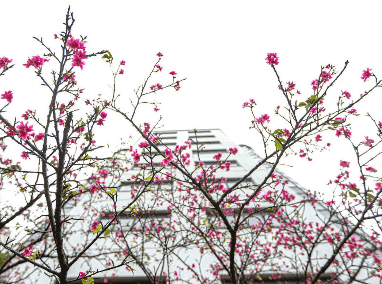 cách trồng cây hoa anh đào4