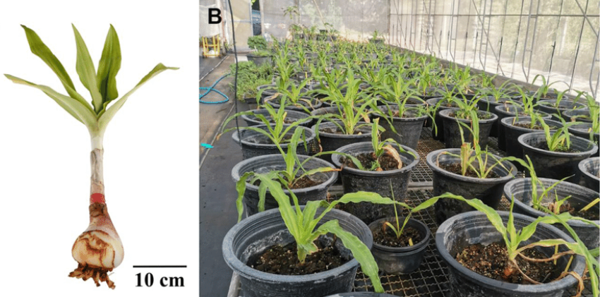 cach-trong-cay-trinh-nu-hoang-cugn-chuan-duoc-lieu-0