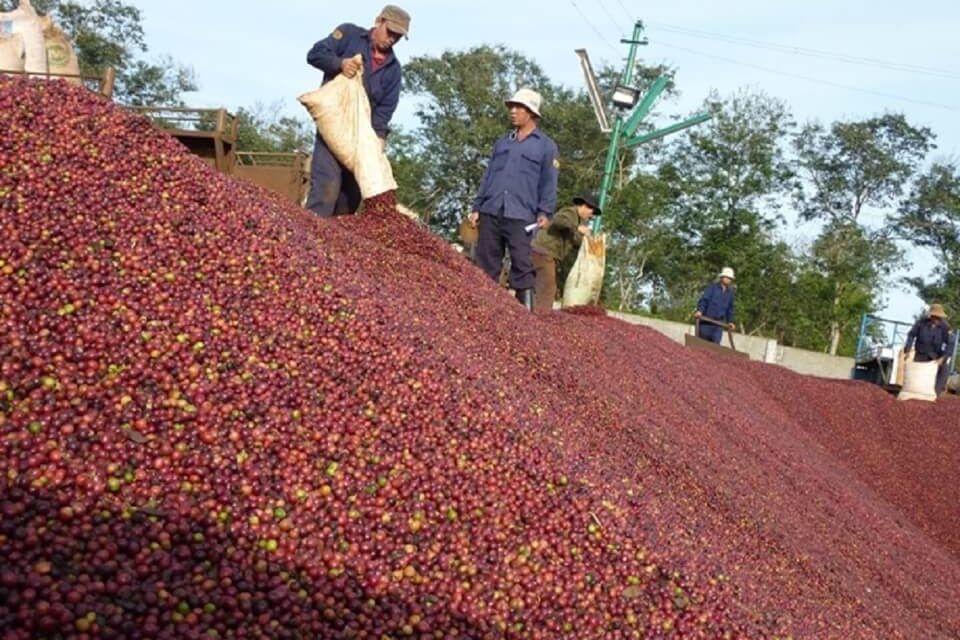 gia-ca-phe-hom-nay-ngay-9/4