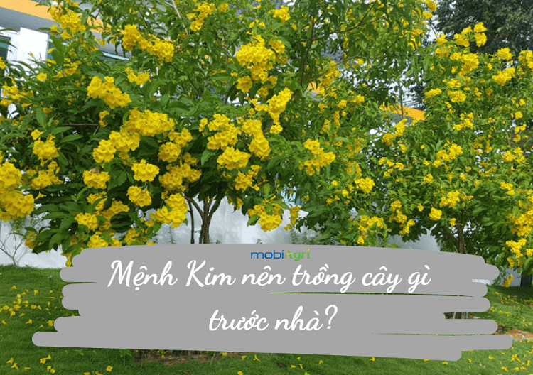 mệnh kim nên trồng cây gì trước nhà0