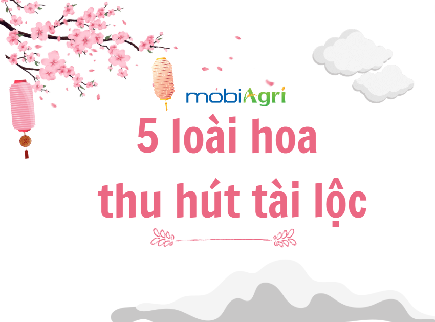 5 loài hoa thu hút tài lộc-1