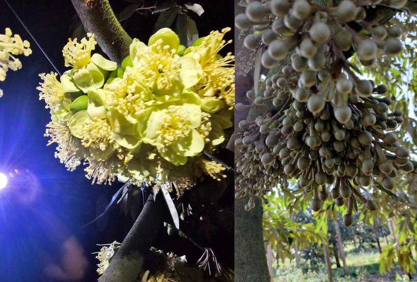 cham-soc-sau-rieng-giai-doan-ra-hoa-3