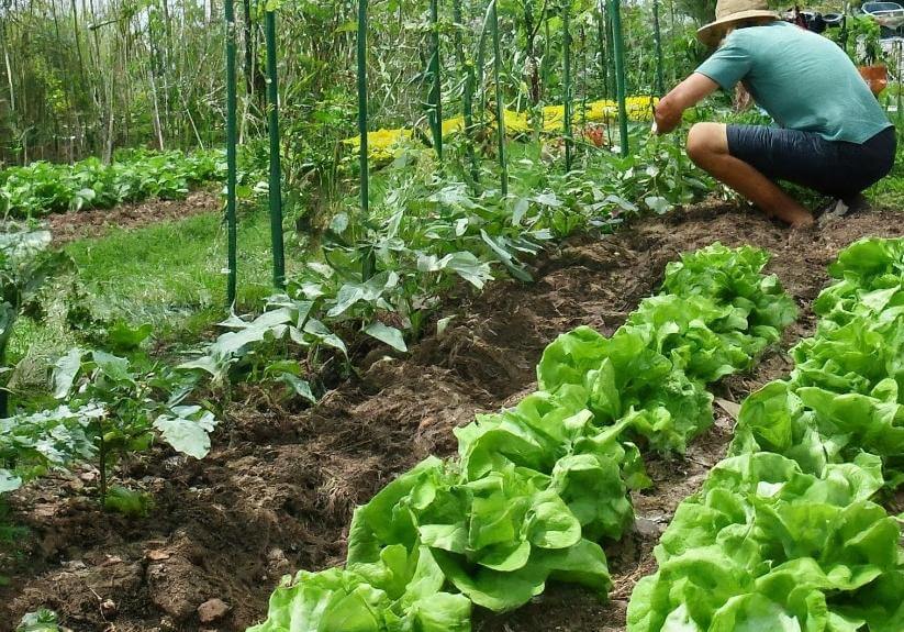 mua-he-trong-rau-gi-3