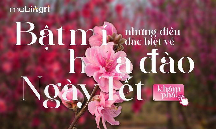 y-nghia-hoa-dao-ngay-tet