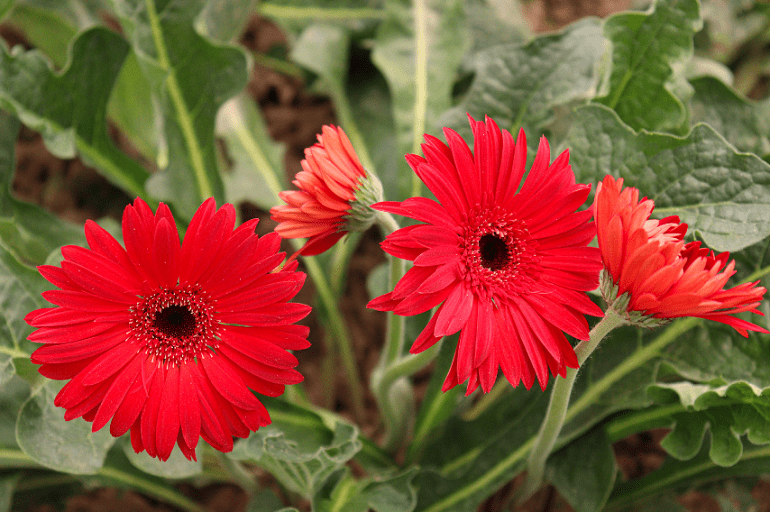 Cách chăm sóc hoa đồng tiền lùn trong chậu