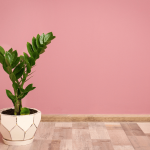 Cách nhân giống cây kim tiền đơn giản, dễ làm