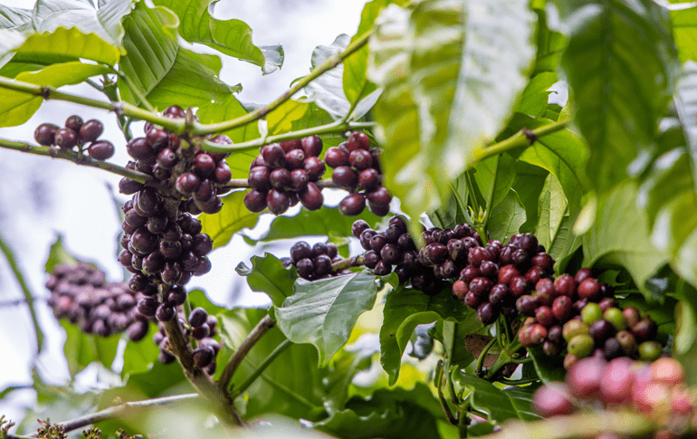 Giá cà phê hôm nay ngày 17.6.2024